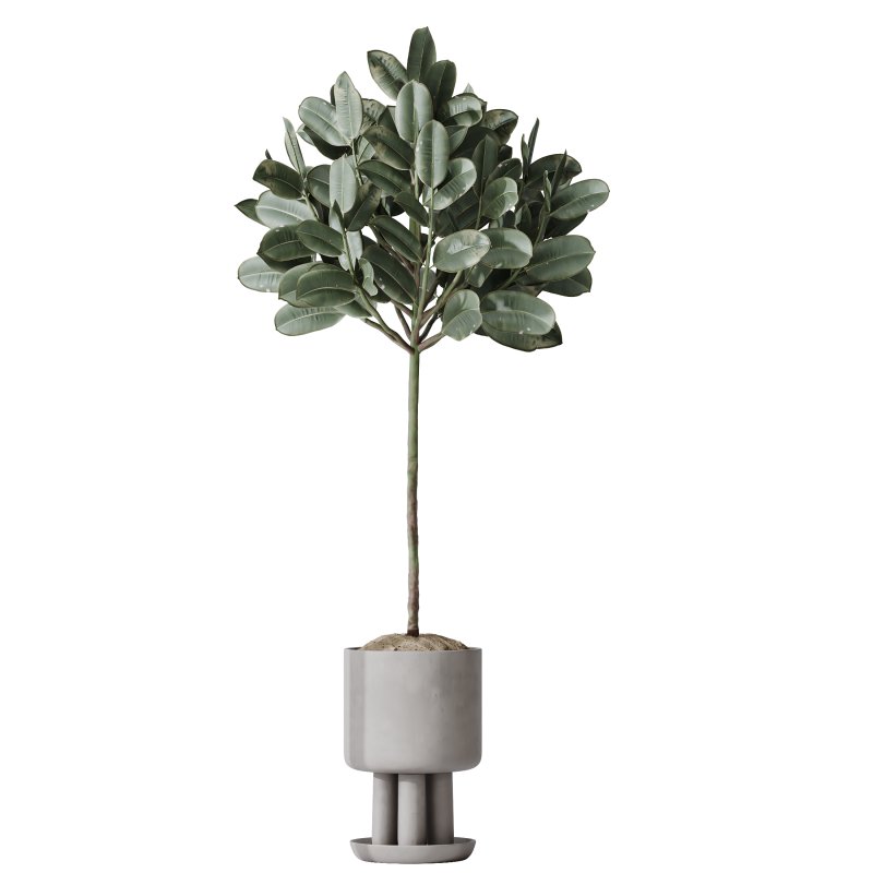 AV Indoor Plants Set 334 Aspidistra Elatior and Rubber Ficus Elastica and Ficus microcarpa Moclame - Image 3