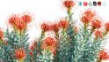 Collection 12 – Desert Garden - Thumbnail 29