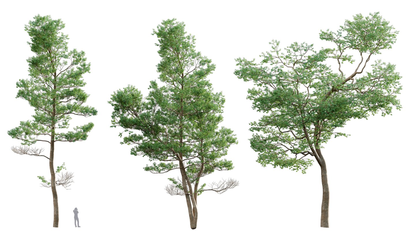 Collection 14 – English Garden - Image 6