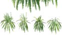 Collection 09 – Fern Garden - Thumbnail 16