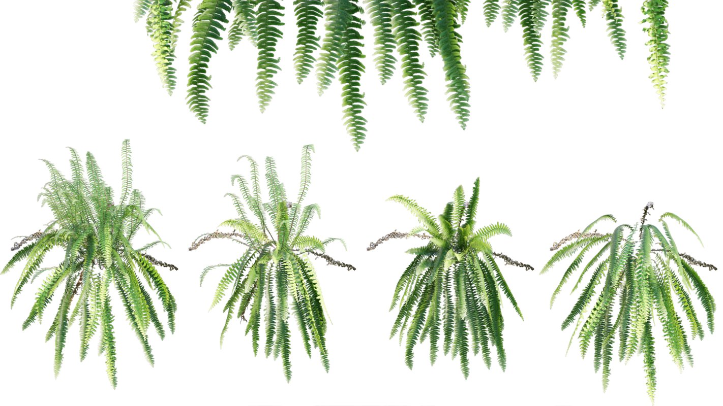 Collection 09 – Fern Garden - Image 16
