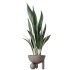AV Indoor Plants Set 334 Aspidistra Elatior and Rubber Ficus Elastica and Ficus microcarpa Moclame - Thumbnail 4