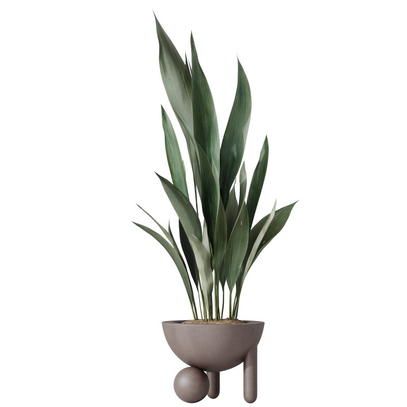 AV Indoor Plants Set 334 Aspidistra Elatior and Rubber Ficus Elastica and Ficus microcarpa Moclame - Image 4