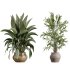 AV Indoor Plants Set 366 Briful Pachira and Areca Palm and Ficus microcarpa and Bird Of Paradise - Thumbnail 7