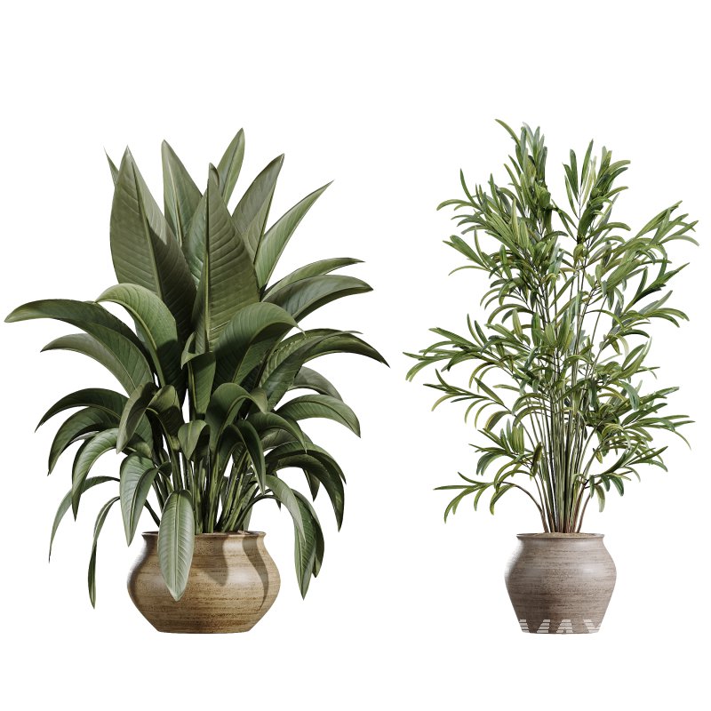 AV Indoor Plants Set 366 Briful Pachira and Areca Palm and Ficus microcarpa and Bird Of Paradise - Image 7