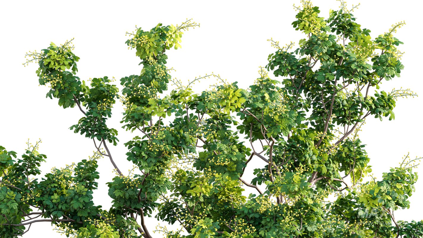 Collection 17 – Chinese garden - Image 11