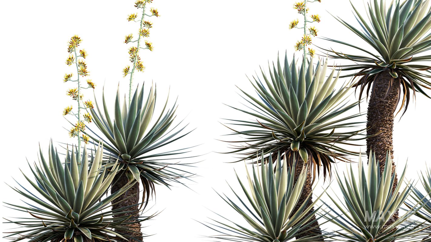 Collection 12 – Desert Garden - Image 6