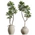 AV Indoor Plants Set 314 Spathiphyllum Wallisii and Cyara Areca Palm and Euphorbia Drupifera - Thumbnail 3