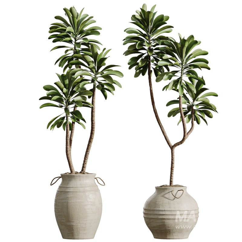 AV Indoor Plants Set 314 Spathiphyllum Wallisii and Cyara Areca Palm and Euphorbia Drupifera - Image 3