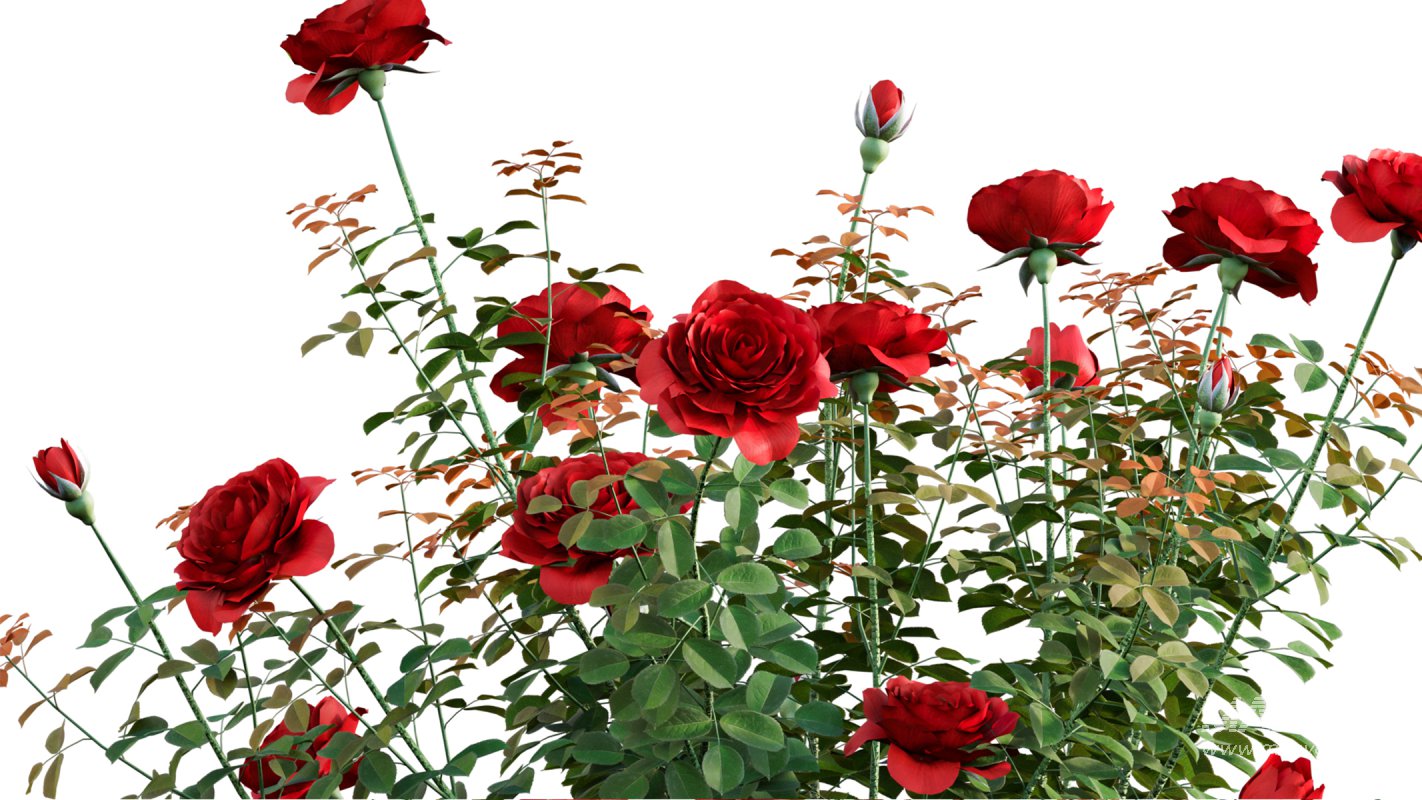 Collection 08 – Rose Garden - Image 12