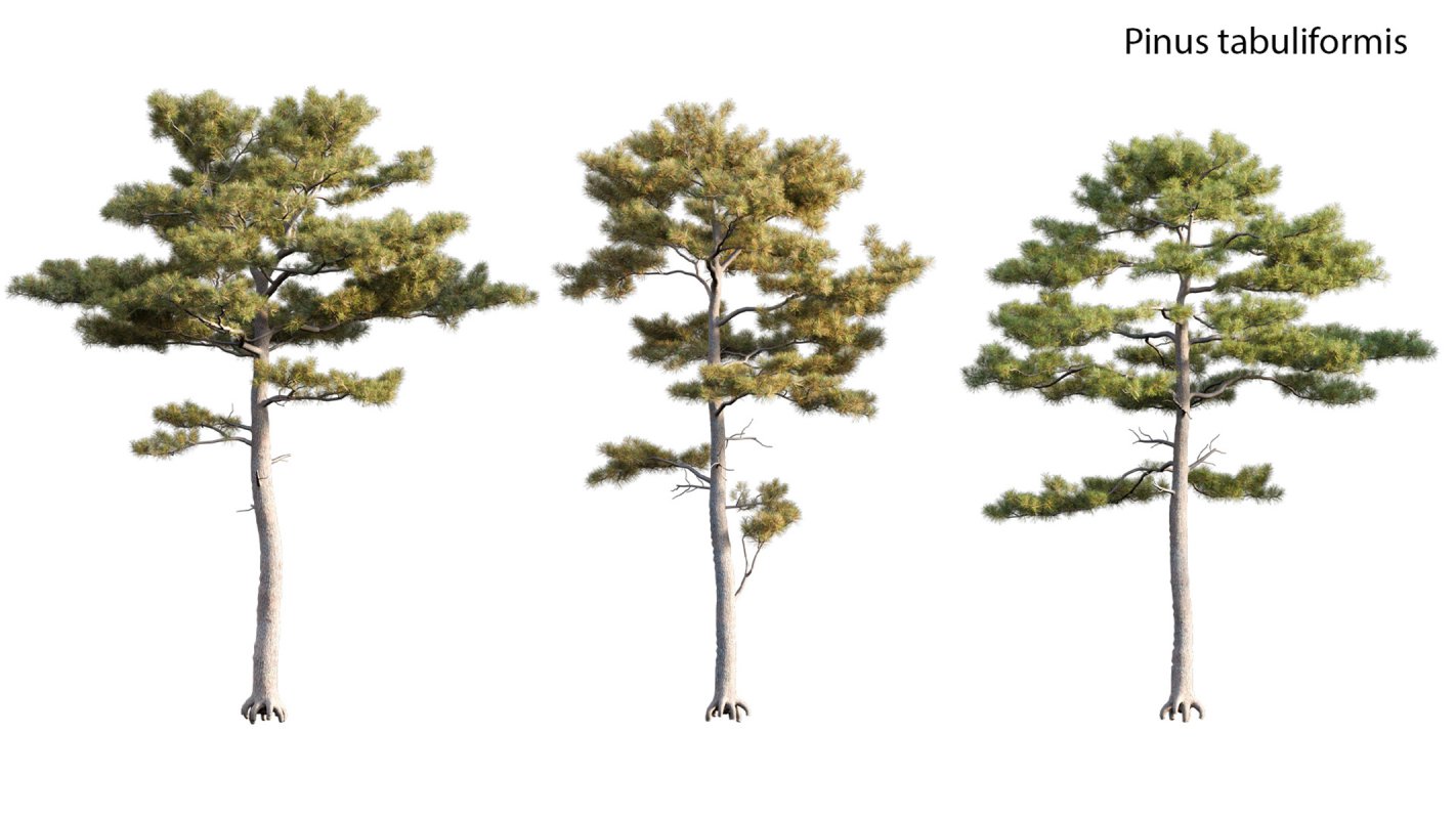 Collection 17 – Chinese garden - Image 22