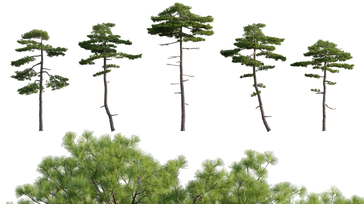 Collection 06 – Japanese Garden - Image 11