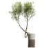 AV Indoor Plants Set 319 Japandi Decorative Minimalism Ficus Dracaena Marginata - Thumbnail 1