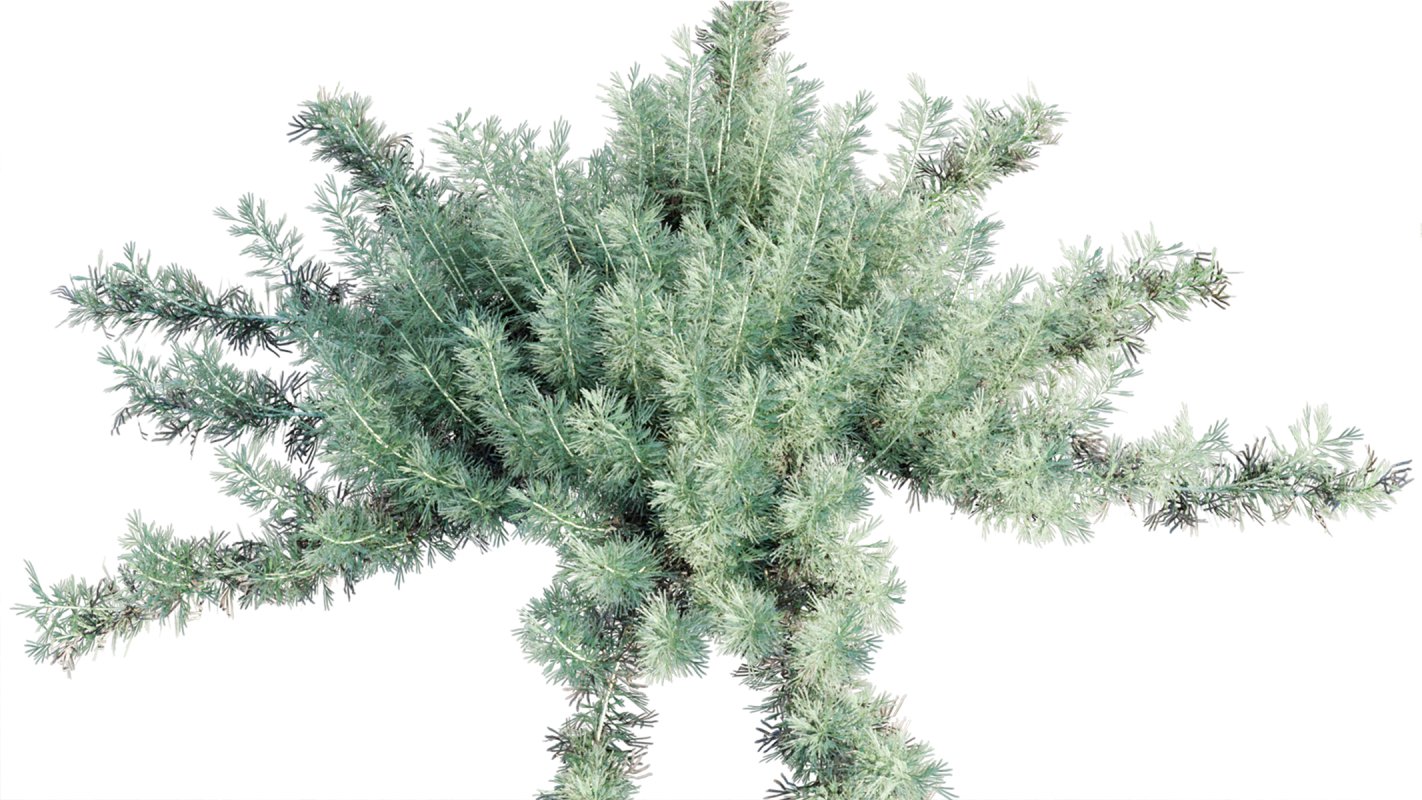 Collection 11 – Ground cover – Vines and Creepers - Image 14