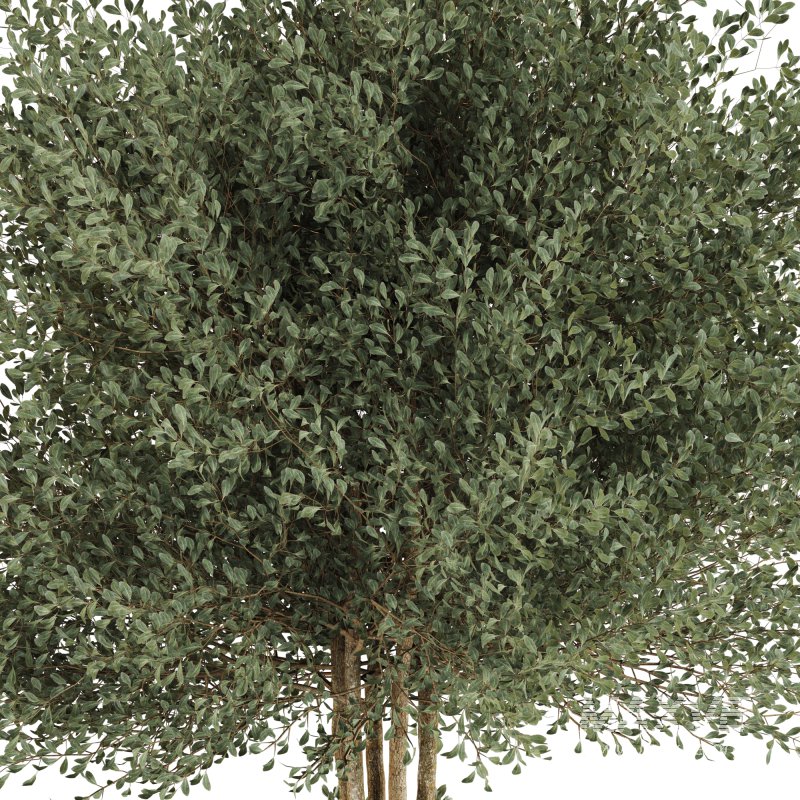 Indoor Plant in Pottery Pot - Image 4