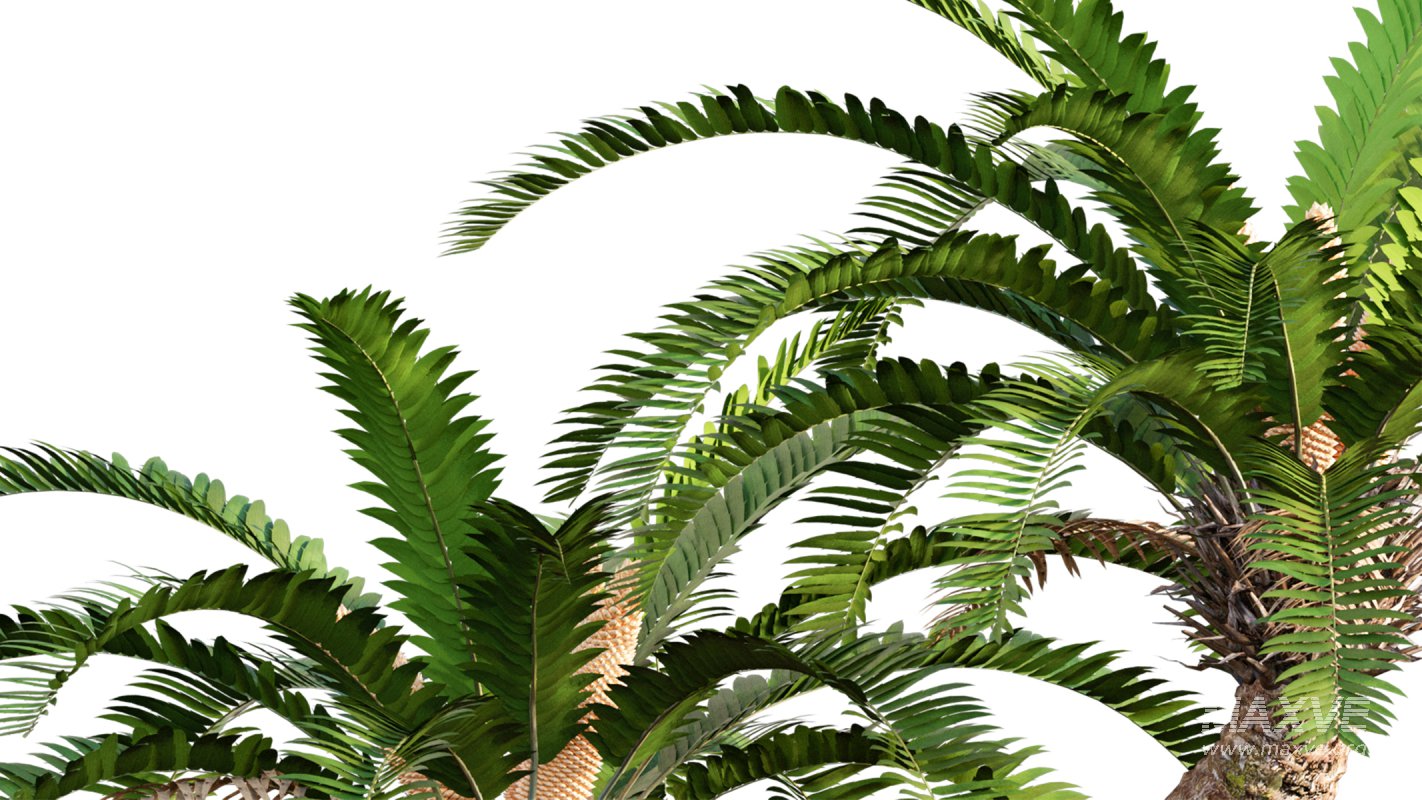 Collection 09 – Fern Garden - Image 29