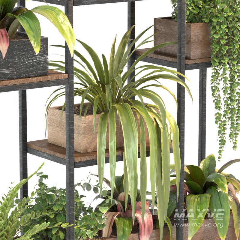 Plant Set 07 - Image 7