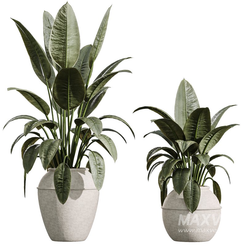 AV Indoor Plants Set 352 Ficus Elastica Beliza and Lemon Lime Cane and Mission Olive - Image 2