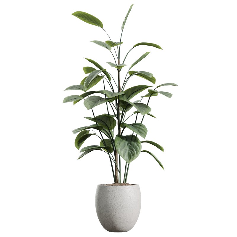 AV House Plants Ficus lyrata Fiddle Leaf Fig Moraceae - Image 1