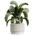 AV Indoor Plants Set 341 Banana Strelitzia Nicolai and Ficus Dracaena Marginata - Thumbnail 9