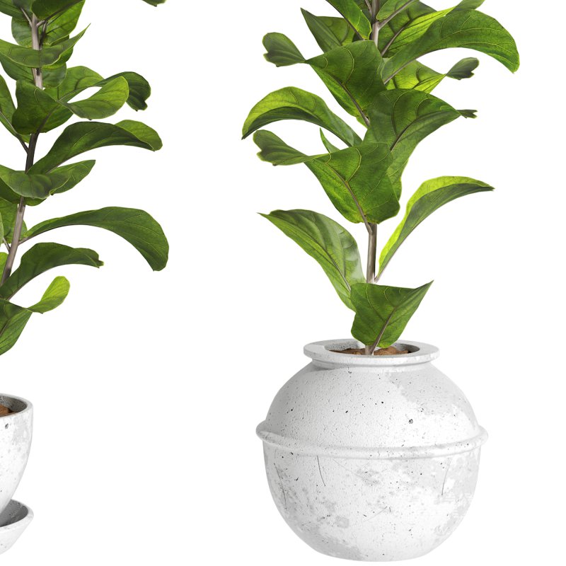 Bonsai Jungle Ficus Fiddle Leaf Fig 444 - Image 6