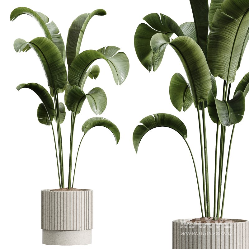 AV Indoor Plants Set 341 Banana Strelitzia Nicolai and Ficus Dracaena Marginata - Image 7