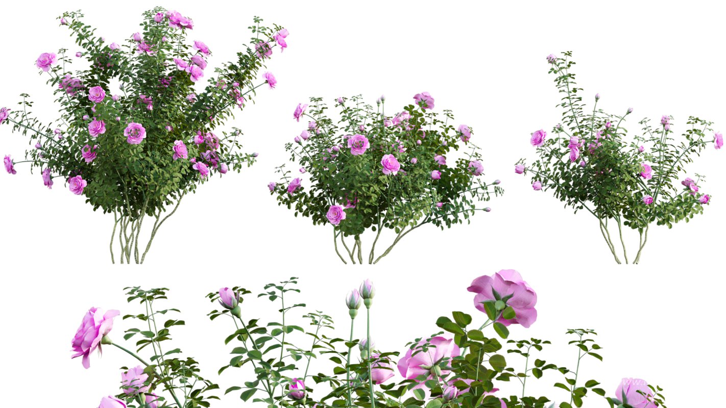 Collection 08 – Rose Garden - Image 37