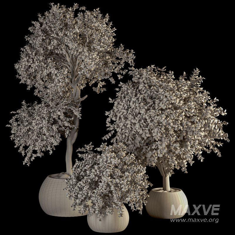 HousePlants Set - Image 6