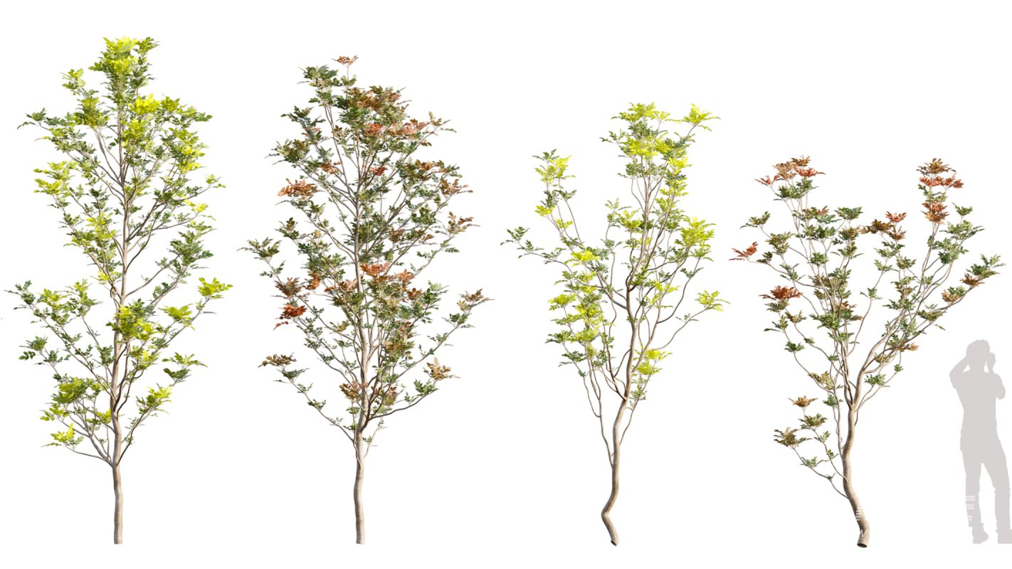 Collection 11 – Ground cover – Vines and Creepers - Image 28