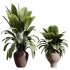 AV Indoor Plants Set 333 Ficus Robusta Abidjan and Ficus Dracaena Marginata - Thumbnail 2