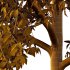 Celtis australis Tree 08 - Thumbnail 4