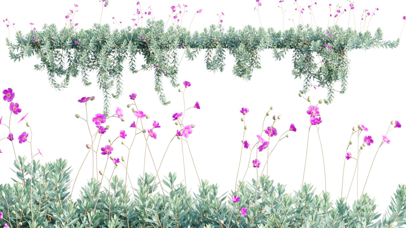 Collection 11 – Ground cover – Vines and Creepers - Image 17