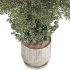 Indoor Plant in Pottery Pot - Thumbnail 5