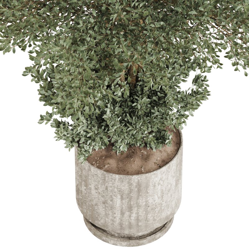 Indoor Plant in Pottery Pot - Image 5