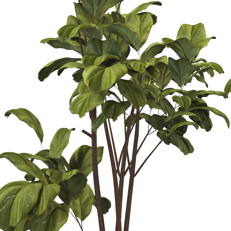 Bonsai Jungle Fiddle Ficus Tree Set - Image 5