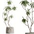 AV Indoor Plants Set 343 Eucalyptus Bouquet and Olive and Ficus Dracaena and Sansevieria - Thumbnail 5