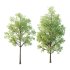 Celtis australis Tree 03 - Thumbnail 1