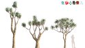 Collection 12 – Desert Garden - Thumbnail 13
