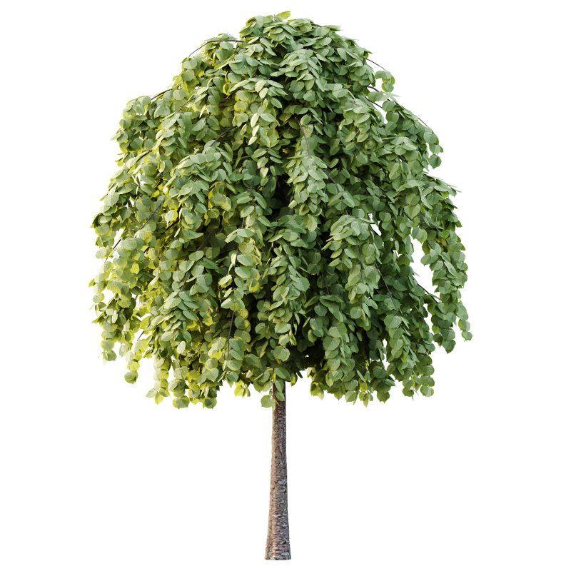 Tilia platyphyllos Tree 14 - Image 6