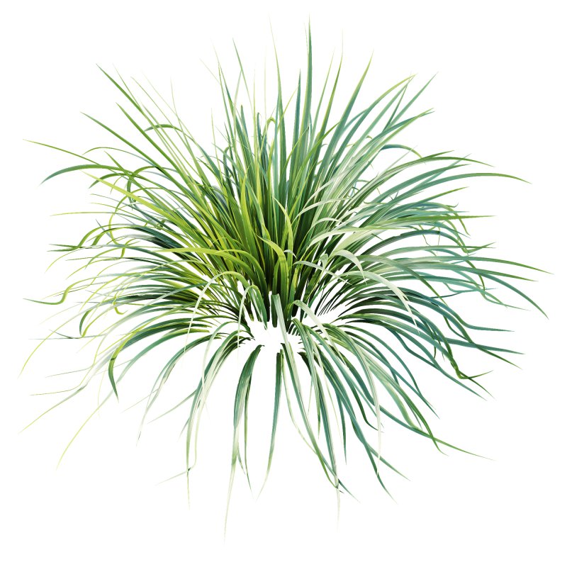 ntal grasses are widely used in landscaping for ground cover, edging, and creating natural textures in gardens. The set offers realistic density and organic variation, making it ideal for exterior design, botanical compositions, and architectural visualizations. With clean topology and 4K textures, these models ensure both high performance and lifelike detail. - Image 4