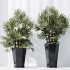 AV Indoor Plants Set 318 Rhapis Excelsa Lady Palm and ParadiseBird and Dracaena Warneckii - Thumbnail 1