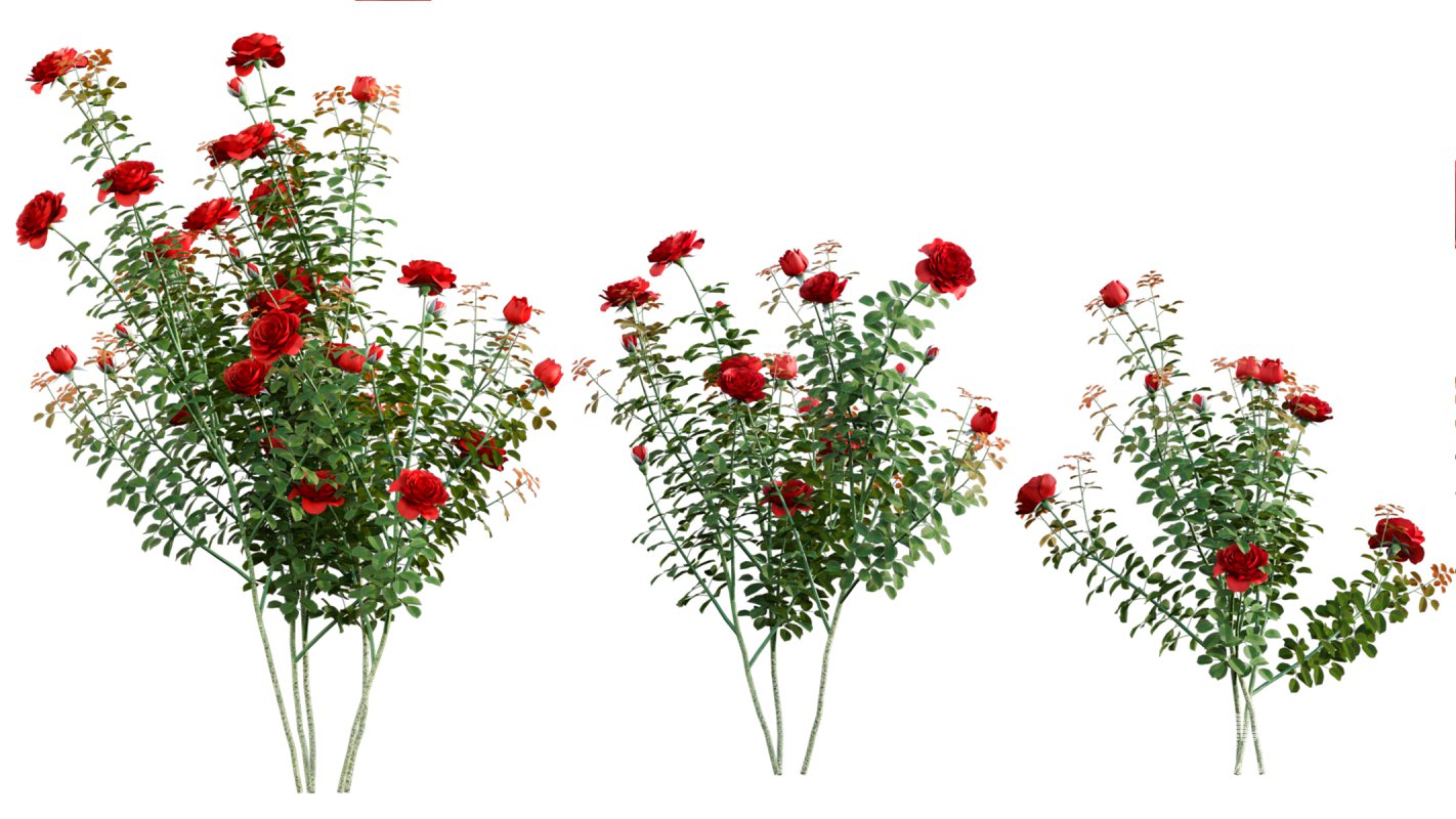 Collection 08 – Rose Garden - Image 13