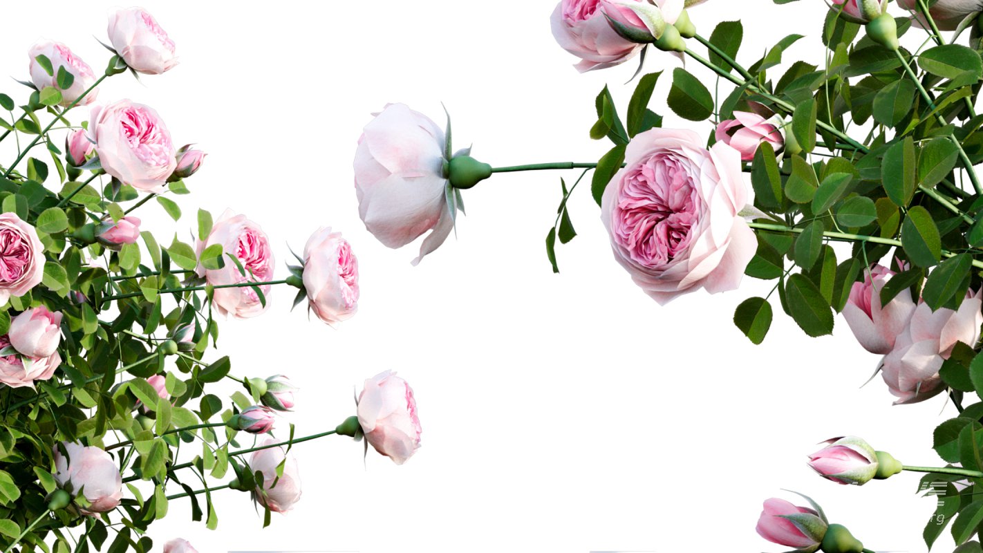 Collection 08 – Rose Garden - Image 30