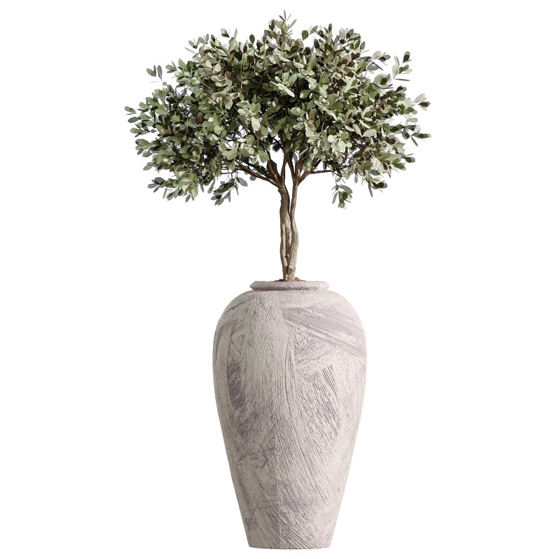 AV Indoor Plants Set 368 Olive Tree and Yucca Aloifolia Rostrata Palm and Calathea Lutea - Image 5