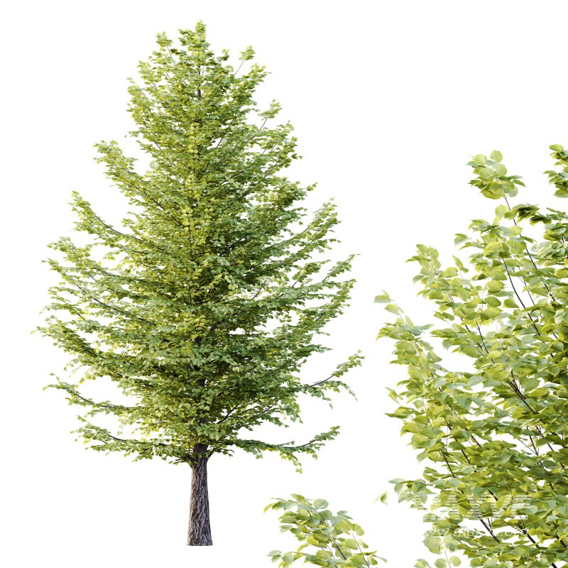 Tilia platyphyllos Tree 10 - Image 3