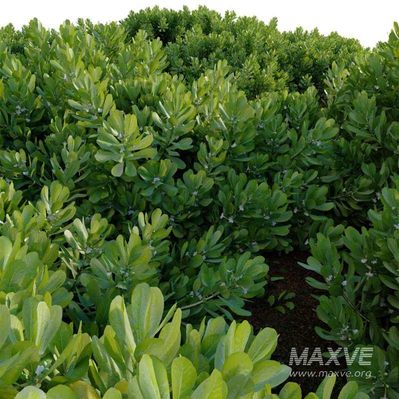 Scaevola Taccada – Beach Cabbage 01 - Image 4