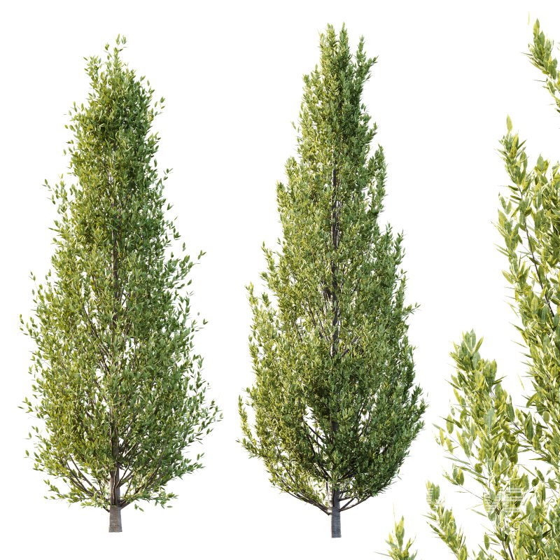 Different Trees 32 - Image 4