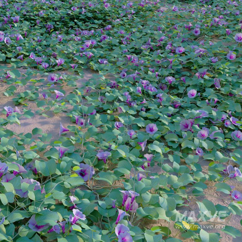 Ipomoea pes – caprae – Beach Morning Glory - Image 3