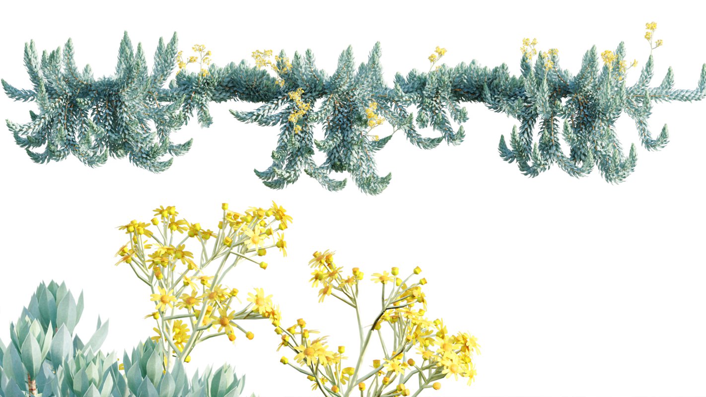 Collection 11 – Ground cover – Vines and Creepers - Image 39