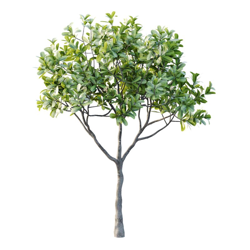 Plumeria Obtusa plant 01 - Image 3